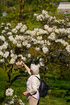 Senior woman reaching towards flowering rhododendrons in the gardens of RHS Harlow Carr, Harrogate,UK.