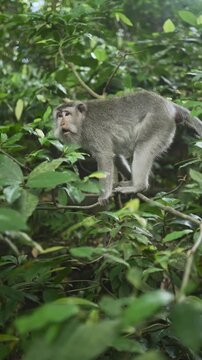 Cute monkey is sitting down on small tree branch, trying to avoid something, surrounded by green leaves. 4K vertical footage. Animal, nature and wildlife concept