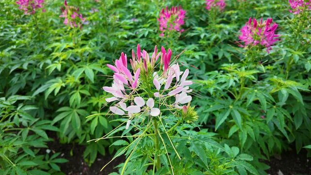 Cleome flowers swaying among green foliage in garden bed
