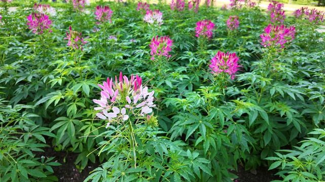 Cleome flowers blooming across garden bed near park pathway