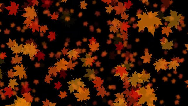 紅葉 カエデ 大 上昇気流 紅葉色01 パターン03 ループ 10秒（透過背景）
