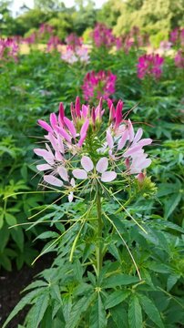Pink cleome flowers blooming in garden bed at public park