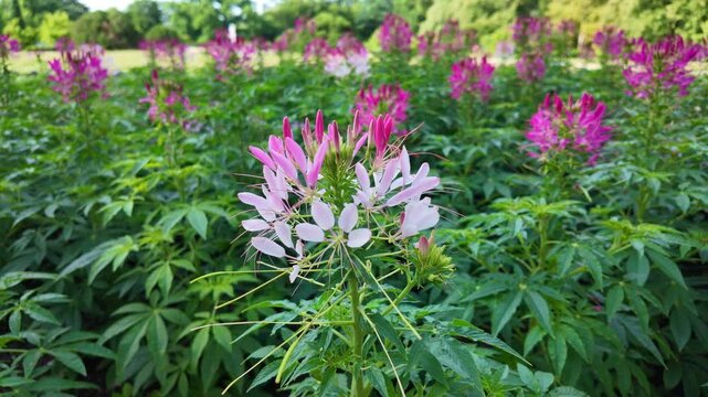 Cleome flowers blooming across green field in park meadow