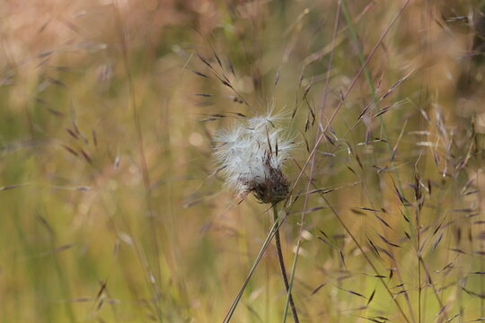 fiore di dente di leone al tramonto