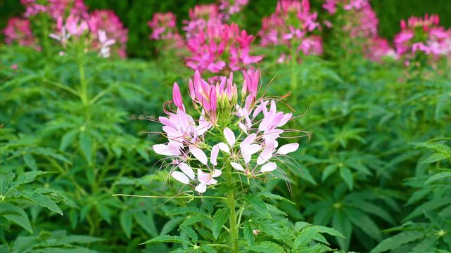 Pink cleome flowers blooming in green garden field