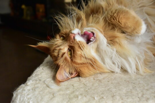 maine coon