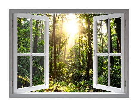 Window to Forest.