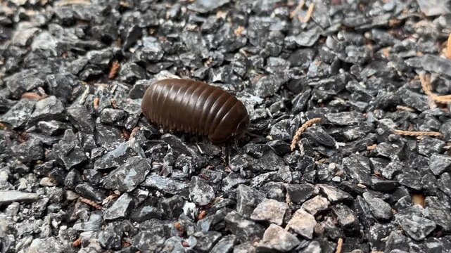 closeup reddish brown woodlouse walks on rocks