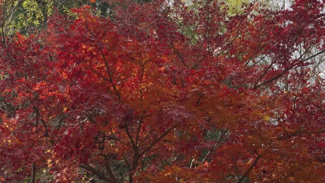 Vibrant red maple leaves gently swaying in a soft autumn breeze. The dense branches of the colorful momiji tree create a stunning and peaceful seasonal nature backdrop.