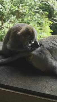 Cute calm monkeys are looking for fleas in the forest, green trees as background. Animal, wildlife and nature concept. 4K Vertical footage