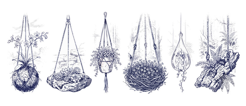Hanging plants botanical sketch illustration set, featuring kokedama moss ball, succulents, macrame pot hanger, glass terrarium, and driftwood planter, hand drawn blueprint engraving style on white.