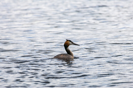 Great crested grebe (Podiceps cristatus) swimming in wavy water with copy space, wild waterfowl animal behavior