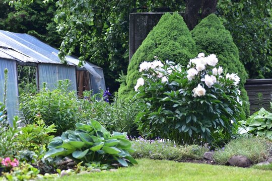 Lush summer garden with blooming white peonies, green hostas and shaped evergreen shrubs near a greenhouse, peaceful landscaped backyard filled with mature ornamental plants.