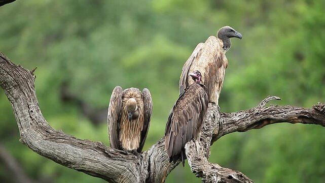 Hooded vulture and  White backed Vulture grooming on a log in Greater Kruger National park, South Africa ; Specie Necrosyrtes monachus and Gyps africanus family of Accipitridae