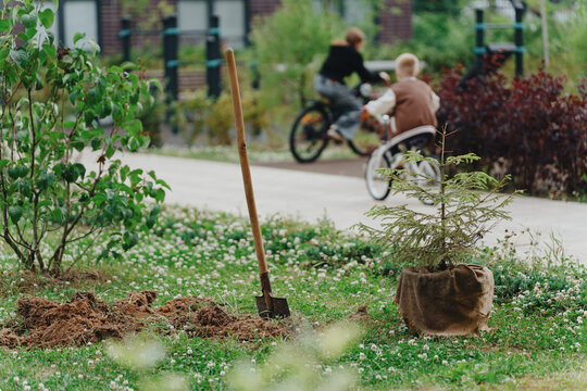 Planting a spruce tree in the courtyard of an apartment building. Children on bicycles in the background.