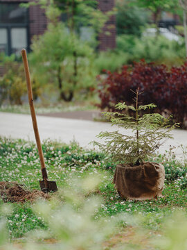 Planting a spruce in the courtyard of an apartment building. A fir tree in a bucket and a shovel with prepared soil.