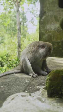 Cute monkey is playing with a pebble or small rock, rubbed it on the ground. 4K vertical footage. Animal, wildlife and nature concept