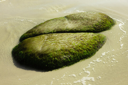 Twin Algae Rocks at Low Tide