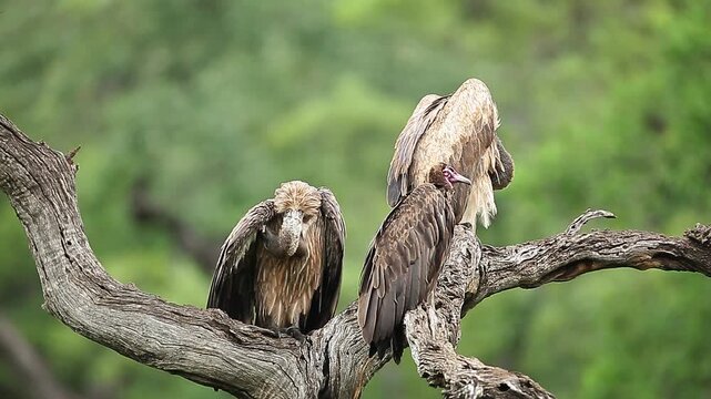 Hooded vulture and  White backed Vulture grooming on a log in Greater Kruger National park, South Africa ; Specie Necrosyrtes monachus and Gyps africanus family of Accipitridae