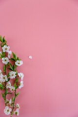 Obraz premium soft pastel floral background with delicate white spring blossoms