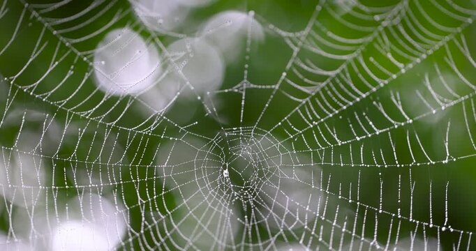 A white thread of a spider's web with drops, catching a spider's web glistens from morning dew against the background of green silhouettes of trees in the park