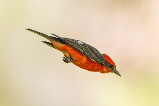 Vermilion Flycatcher (Pyrocephalus rubinus) Photo, in a Straight Aerodynamic Dive