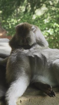 Cute calm monkeys are looking for fleas in the forest, green trees as background. Animal, wildlife and nature concept. 4K Vertical footage