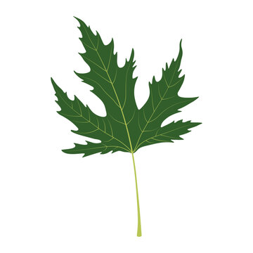 Acer saccharum.  Sugar maple. Leaf on a white background.