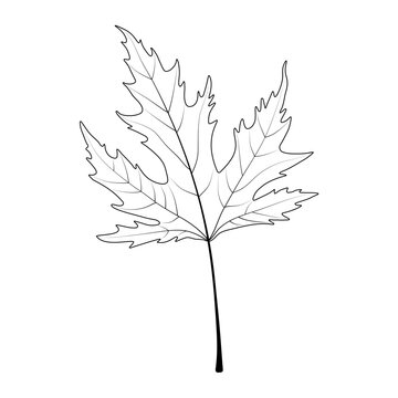 Leaf on a white background. Acer saccharum. Sugar maple. 
