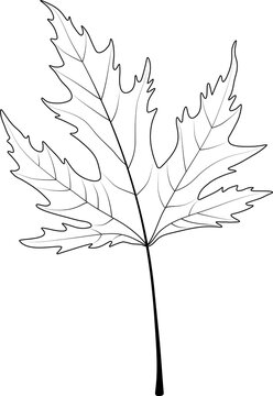 Leaf on a white background. Sugar maple. 