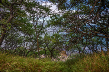Fototapeta premium Green Thicket of Small Trees with a Background View of the Sea.