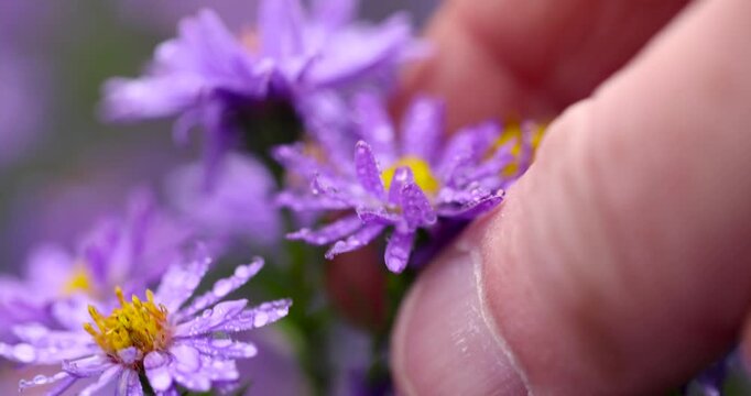 Perennial asters of a lilac tone, an aster bush with many bright inflorescences and drops of water is presented in a natural environment outdoors.