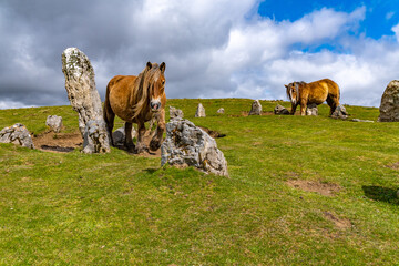Brown Horse Standing in Green Mountain Meadow © rastales00