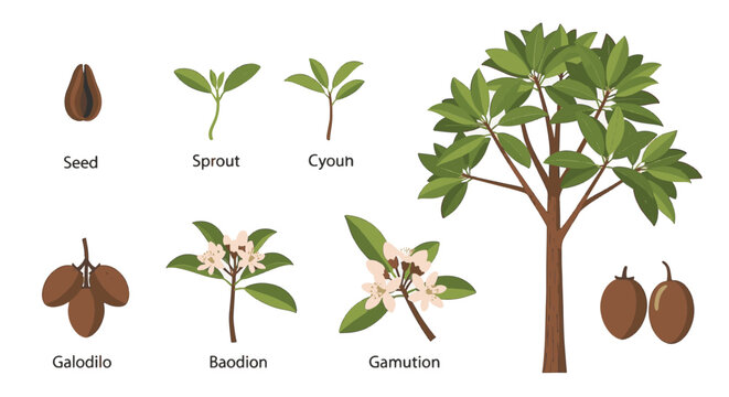 Vector illustration depicting the growth stages of a sapodilla tree (Manilkara zapota) including seed, sprout, flowering branch, fruit, and mature tree on a white background.