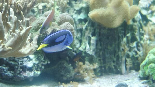 blue tang fish swims near coral in marine aquarium tank. popular surgeonfish from indopacific reef habitat. famous blue tang fish is beloved marine pet for saltwater tank hobbyists