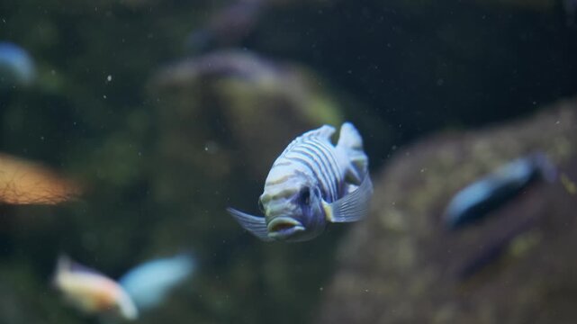 blue striped zebra fish swims in aquarium tank with rocky habitat. african zebra fish from lake malawi is popular cichlid. hardy zebra fish attracts aquarium hobbyists and breeders