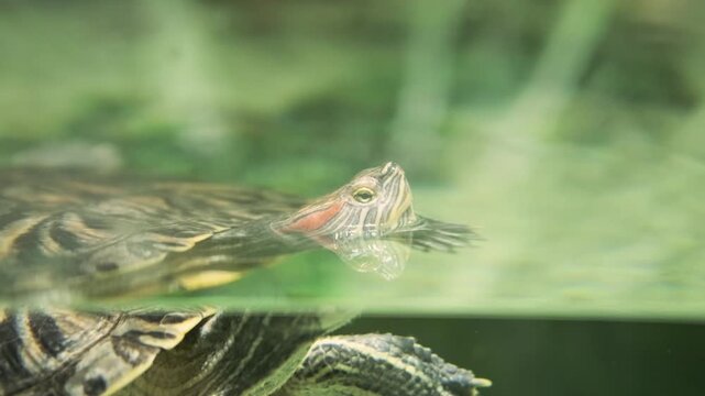 turtle swims in aquarium water with striped head visible above surface. aquatic turtle explores tank environment. pet turtle requires proper water care and habitat