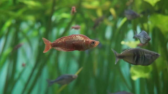adult male red rainbowfish with deep brick red color swims gracefully in aquarium tank. rare rainbowfish species from lake sentani new guinea. beautiful rainbowfish has distinctive high back body shap