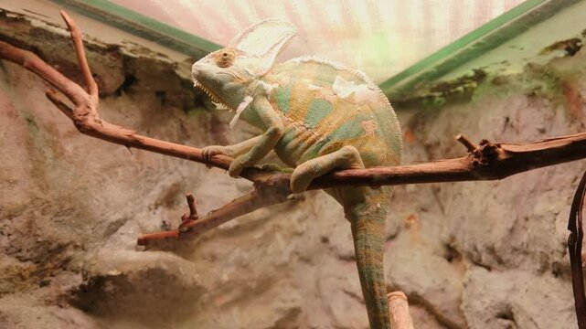 chameleon sits on branch in terrarium shedding old skin. exotic chameleon becomes unusual pet for experienced owner. chameleon care requires special herpetology knowledge