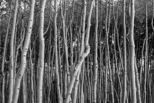 black and white aspen forest