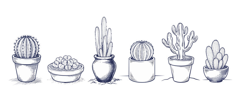 Cactus succulent hand drawn sketch: minimalist collection of potted desert plants, barrel cacti, and lithops in ceramic pots, blue ink line art engraving style graphics isolated on white background.