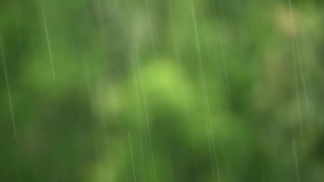 Rain falls against a backdrop of green, blurred foliage