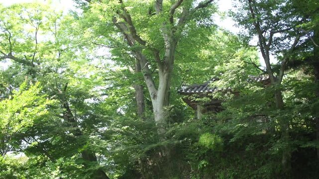 Korea traditional architecture pavilion building hanok roof tile forest green tree nature 대한민국 한국 전통 건축 한옥 정자 기와 지붕 숲 녹음 나무 자연 여름 잎사귀 삼림 환경 햇살 평화로운 잔잔한 풍경 여행 명소 문화 유산 정원문화 정자문화 동양적
