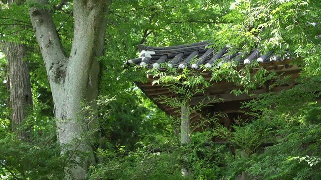 Korea traditional architecture pavilion building hanok roof tile forest green tree nature 대한민국 한국 전통 건축 한옥 정자 기와 지붕 숲 녹음 나무 자연 여름 잎사귀 삼림 환경 햇살 평화로운 잔잔한 풍경 여행 명소 문화 유산 정원문화 정자문화 동양적