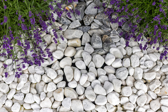 Lavender Flowers Over White Garden Pebbles. Purple lavender flowers hang over smooth white and gray garden pebbles with green foliage framing a decorative stone bed.
