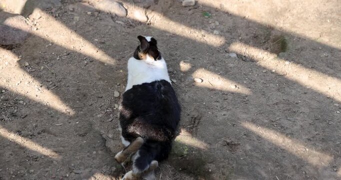 A fluffy rabbit in the middle of a trampled earthen pen, a small rabbit sits outdoors in the zoo next to the burrowing pits