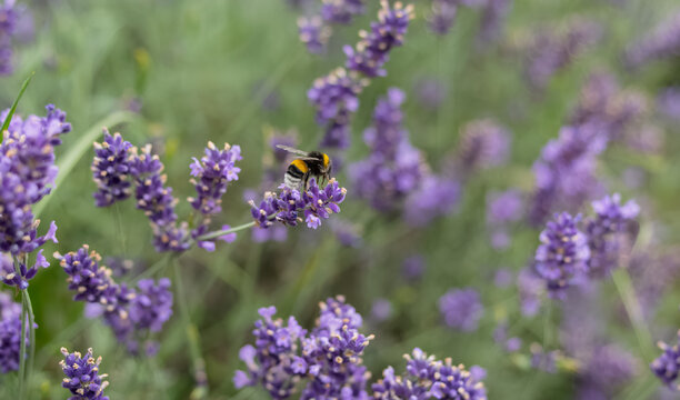 Close-up photograph of a buff-tailed bumblebee collecting nectar on blooming lavender flowers in a summer garden. Natural pollination, biodiversity, aromatic herbs, purple blossoms