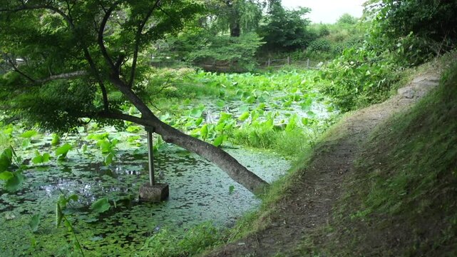 Korea traditional garden culture pond lotus leaf tree nature summer pathway green foliage environment landscape 대한민국 한국 전통 정원문화 정원 연못 연잎 나무 자연 여름 흙길 산책로 녹음 풍경 환경 아시아 동양 평화로운 잔잔한 문화유산 여행 명소 역사적 친환경 생태