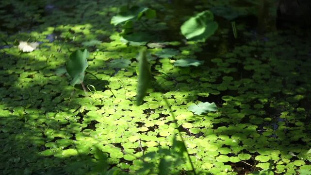 Korea traditional garden culture pond lotus leaf tree nature summer pathway green foliage environment landscape 대한민국 한국 전통 정원문화 정원 연못 연잎 나무 자연 여름 흙길 산책로 녹음 풍경 환경 아시아 동양 평화로운 잔잔한 문화유산 여행 명소 역사적 친환경 생태
