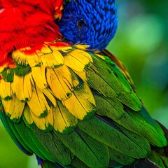 Obraz premium Vibrant Rainbow Lorikeet Resting with Layered Feathers in Tropical Green Background